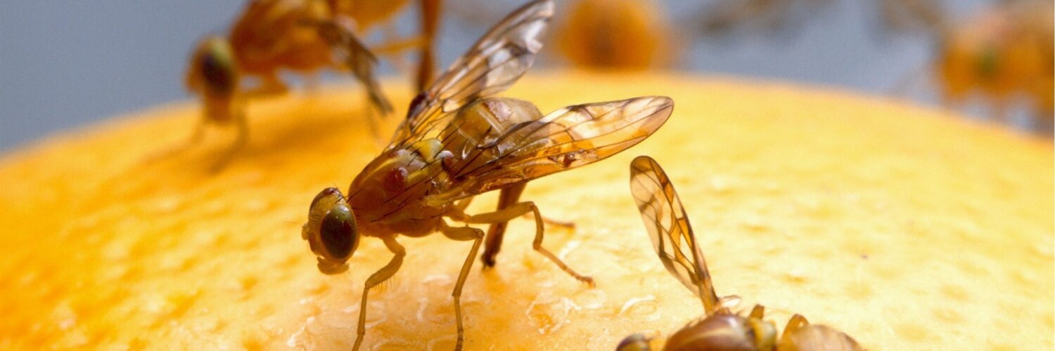 Fruit Fly Infestation 1500x500 