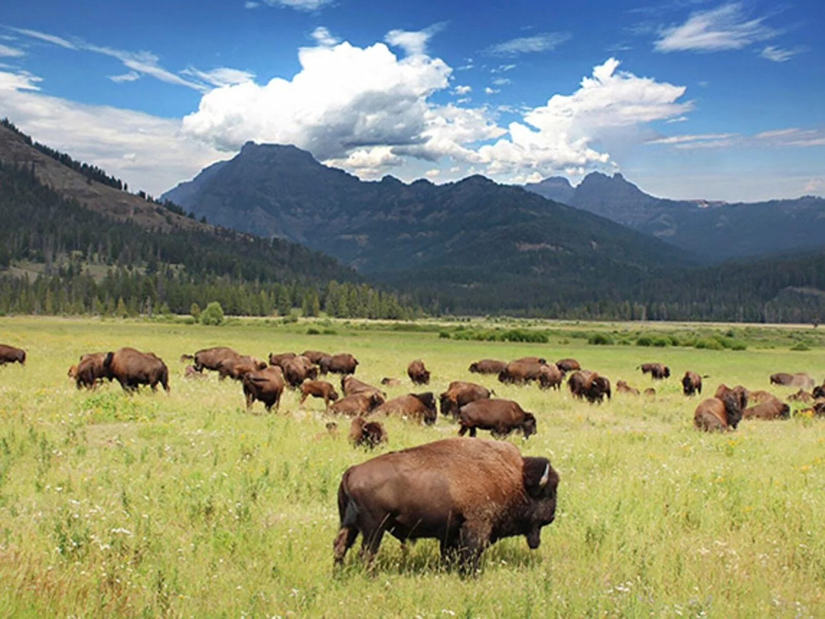 Bisonville: Unveiling the Untamed Beauty of America's Bison Country ...